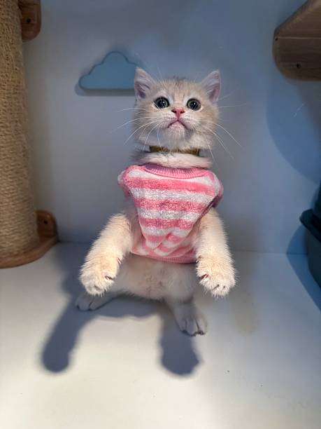 istock Cute ginger kitten standing upright in a pink striped sweater, adorable pet posing with playful expression on a bright indoor background 2245678043