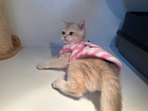 istock Cute fluffy kitten wearing soft pink and white sweater resting on a flat surface with a curious expression, showcasing adorable features and cozy attire 2245678065