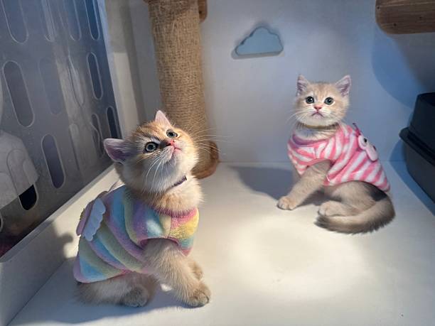 istock Cute fluffy kittens in colorful outfits, playful expressions, indoor setting, exploring their cozy space with a cloud decoration in the background 2245678081