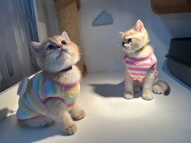 istock Cute kittens in colorful sweaters exploring a cozy indoor space with a playful and curious demeanor, perfect for pet lovers and animal enthusiasts 2245678082