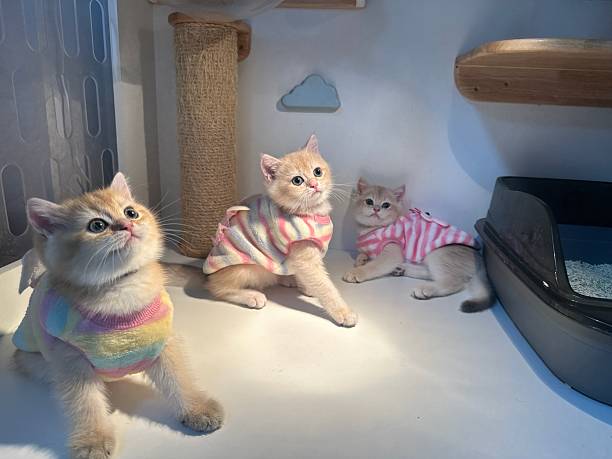 istock Three Playful Kittens in Colorful Sweaters Inside a Bright Indoor Environment with Cat Accessories and Soft Natural Light 2245678096