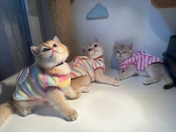 istock Three Adorable Kittens in Colorful Sweaters Relaxing in a Cozy Indoor Space with Light Background and Playful Expressions 2245678116