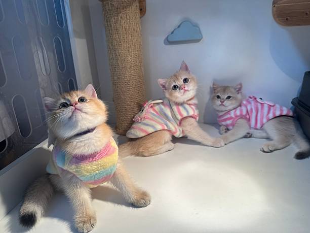 Three adorable cats wearing colorful sweaters in a cozy indoor setting with a scratching post and playful ambiance perfect for stock photo needs