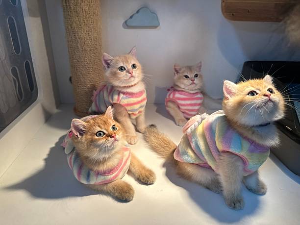 istock Adorable fluffy kittens in colorful striped sweaters sitting together, looking up with curiosity in a cozy indoor setting filled with playful charm. 2245678122