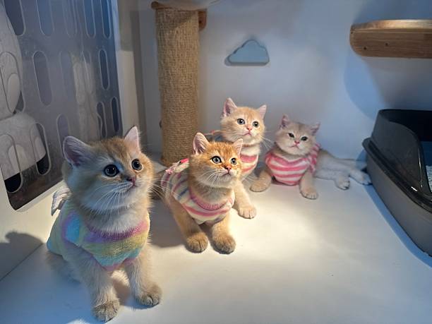 istock Adorable kittens wearing colorful sweaters sitting in a cozy environment looking curiously at their surroundings in a well-lit room 2245678138