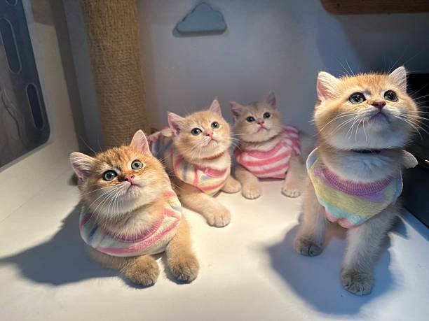 istock Adorable Kittens Dressed in Colorful Sweaters Pose Together in Playful Indoor Environment, Showcasing Their Curiosity and Cuteness 2245678147