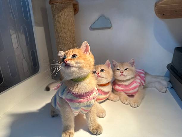 istock Adorable fluffy kittens in colorful sweaters sitting together inside a cozy indoor space with playful expressions and a cheerful atmosphere 2245678170