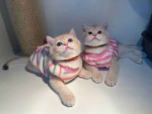 istock Adorable Kittens Wearing Colorful Sweaters Relaxing in a Cozy Environment with Soft Lighting and Cute Expressions 2245678180