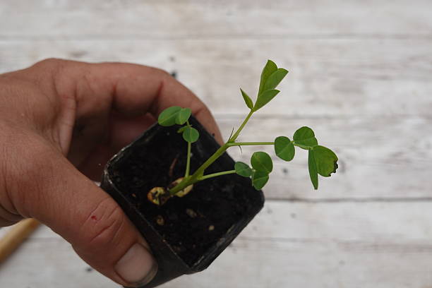 istock Farmer holding pot with growing peanut plant 2245679995