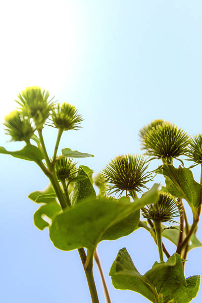 Two burs shot against cloudy blue sky 