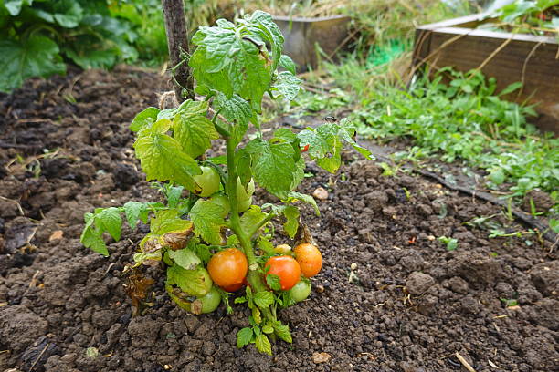 istock Tomato plant growing in organic kitchen garden 2245680215