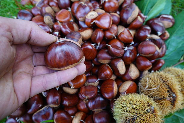 istock Hand holding sweet chestnut during autumn harvest 2245680512