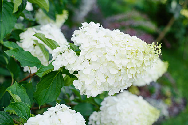 istock Blooming White Hydrangea Polar Bear with Lush Leaves 2245680999