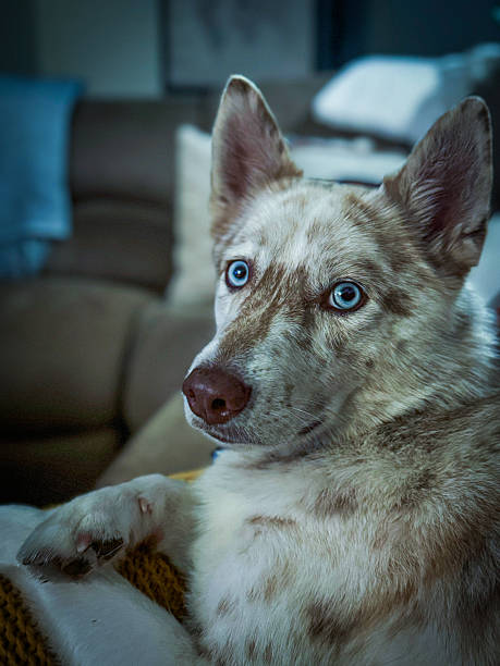 istock Blue-eyed dog on sofa 2245681765
