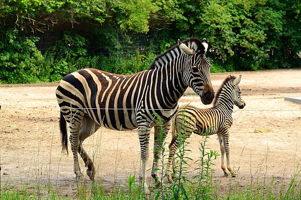 Zebra in its natural habitat. Recognizable by its distinctive black and white stripes, the zebra is one of Africa’s most iconic grazing mammals, living in herds across grasslands and open woodlands.