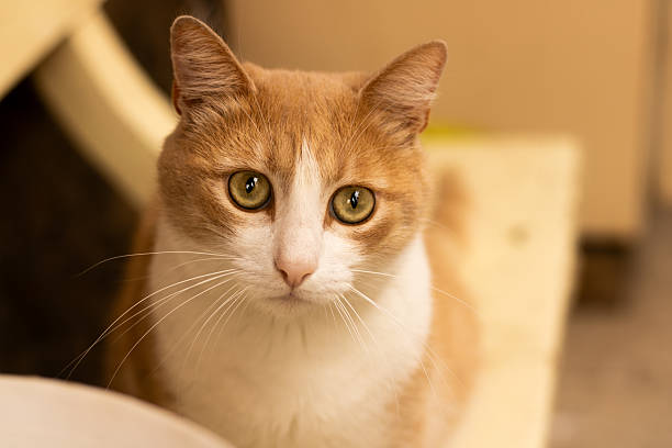 istock Orange and white domestic cat looking straight ahead 2245682978
