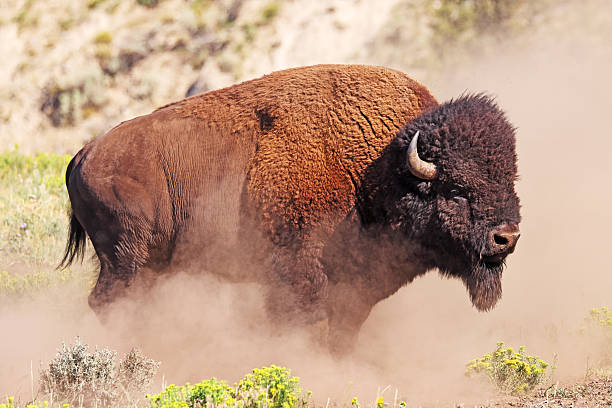 Bison portrait in Yellowstone National Park, USA