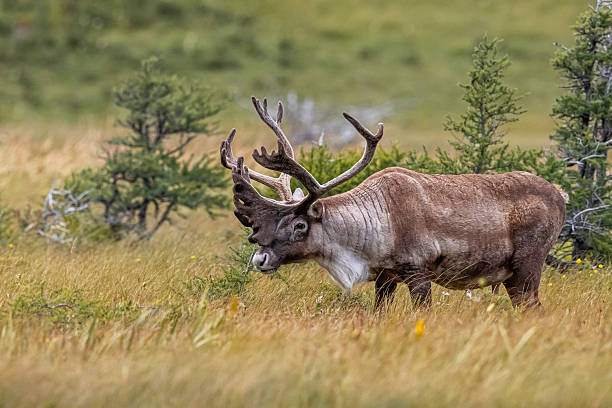 istock Woodland Caribou 2245685882
