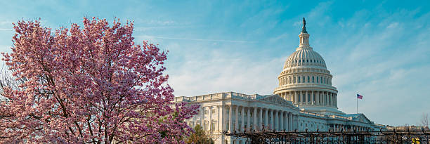 Capitol building near spring blossom magnolia tree. US National Capitol in Washington, DC. American landmark. Photo of of Capitol Hill spring