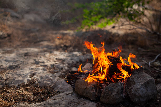 Closeup of burning campfire in forest at early summer evening