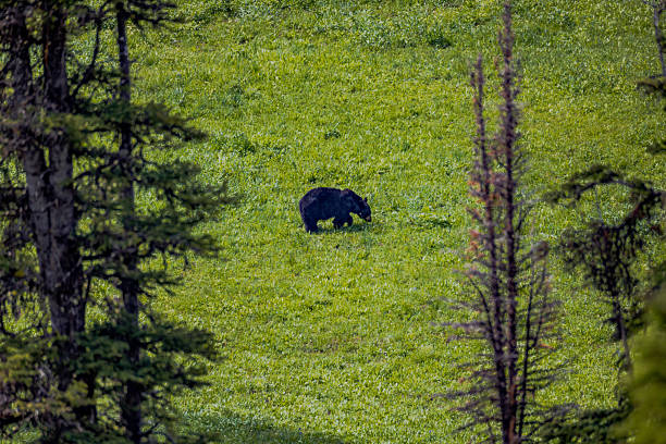 North American Black Bears.