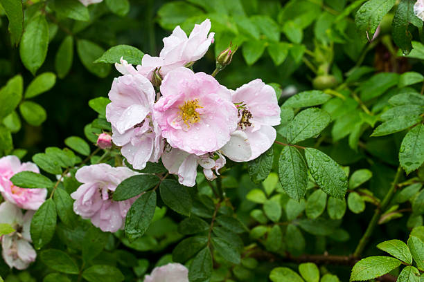 Delicate pink rosehip flowers