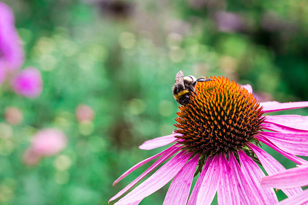 bumblebees on a purple echinacea flower. colorful macro photography of flowers and insects. blurred background. bokeh. space for text.