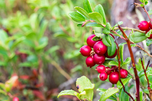 a bush with ripe lingonberries. screensaver. colorful macro photography of wildlife. screensaver. space for text. close-up. bokeh. lingonberry. Vaccinium vitis-idaea. red berry. medicinal berry.