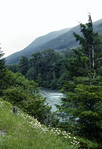 North Cascades NP - Valley & Flowers - 1989