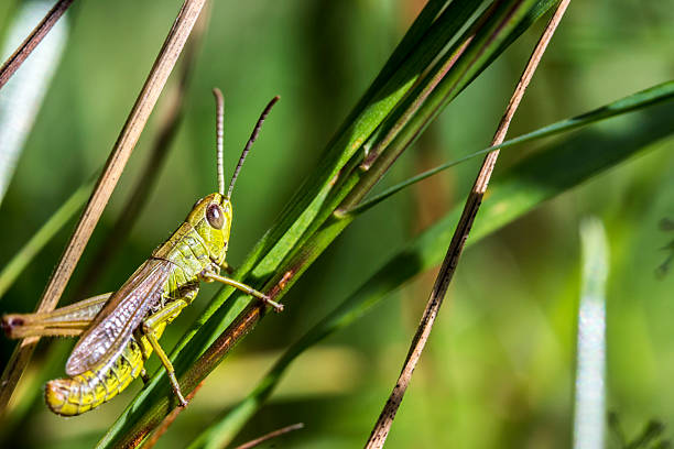 istock green grasshopper in the grass 2245697696