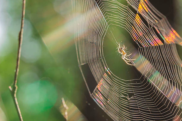 istock spider on a web in a forest on a green background. wildlife 2245697728