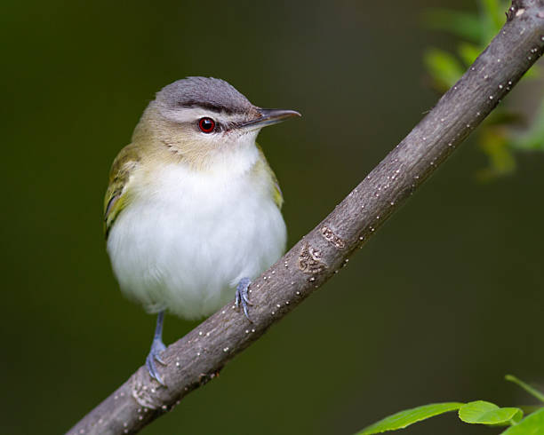 istock Red-eyed Vireo 2245699075