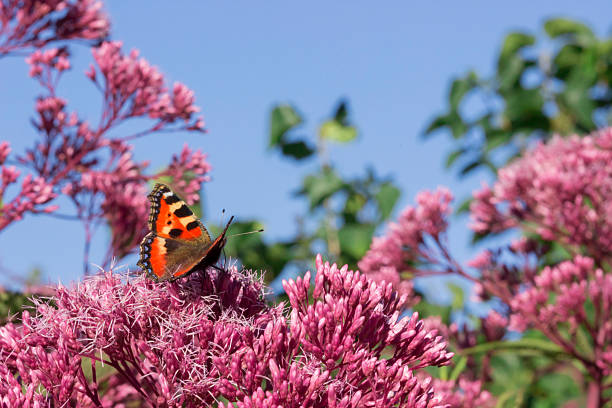 peacock eye butterfly on a pink flower against a blue sky. colorful insect photo. wild wildlife. screensaver. free space. close-up. butterfly. Aglais io. Nymphalidae. Inachis io.