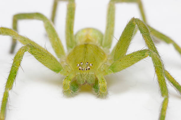 green, hairy spider Micrommata. close-up. spider on a white background. extreme close-up. insect mouthpart. screensaver. cute green spider. Micrommata virescens. Sparassidae.