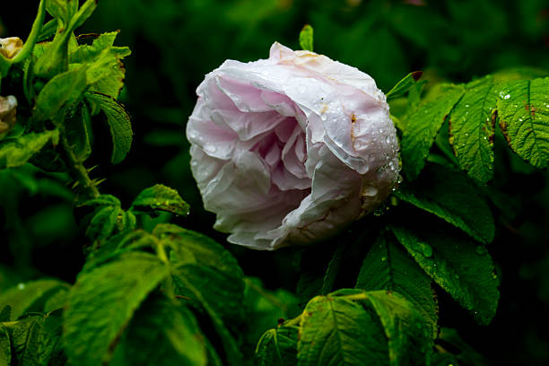 one white rose close-up on a bush in the garden