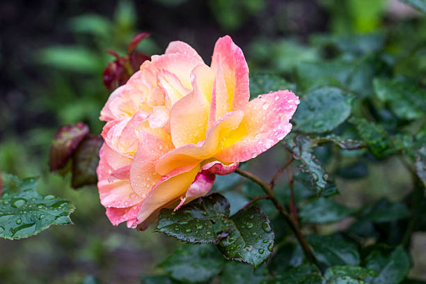 istock yellow and pink rose on a bush with raindrops and dew 2245700006