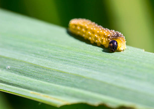 larva performance yoga