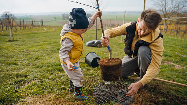 istock Caucasian Father Guiding Young Boy in Orchard Planting 2245700131