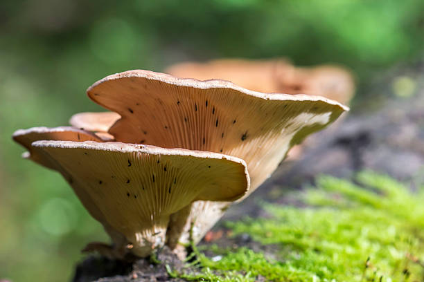 istock a tinder mushroom on a rotting tree in a blurred background with highlights and bokeh 2245701740