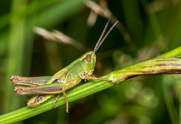 istock green grasshopper. blurred background. wildlife 2245701947