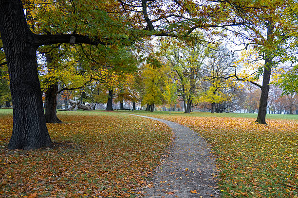 A path covered in leaves in an autumnal park