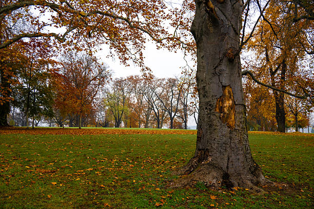 A large leafless acacia tree in the rays of the setting sun in a city park. High quality photo