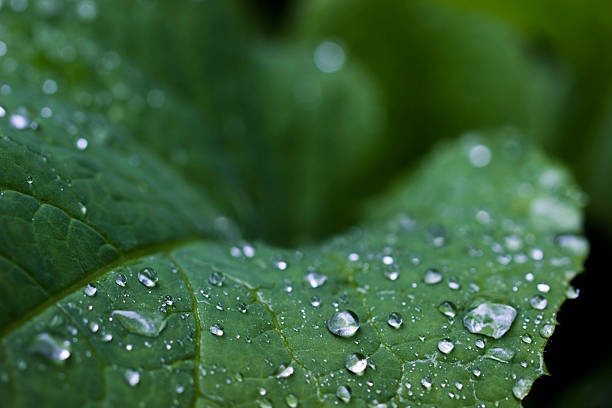 istock dewdrops on a green leaf on a blurred background with bokeh. 2245704261