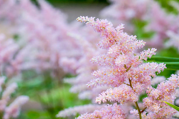 istock aruncus on a blurred background with highlights and bokeh 2245704298