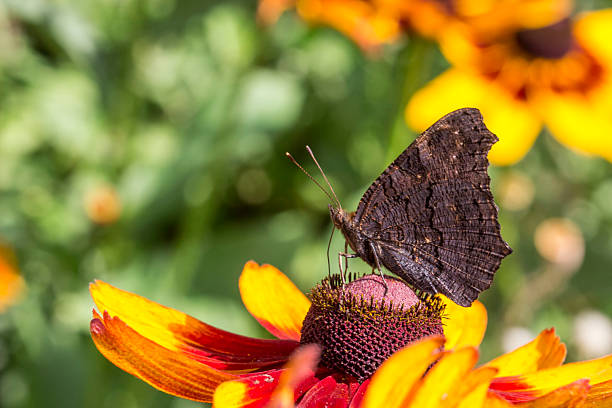 peacock eye. beautiful butterfly. pollinating a flower. wildlife. colorful detailed macro photo of an insect. close-up. space for text. screensaver. bokeh