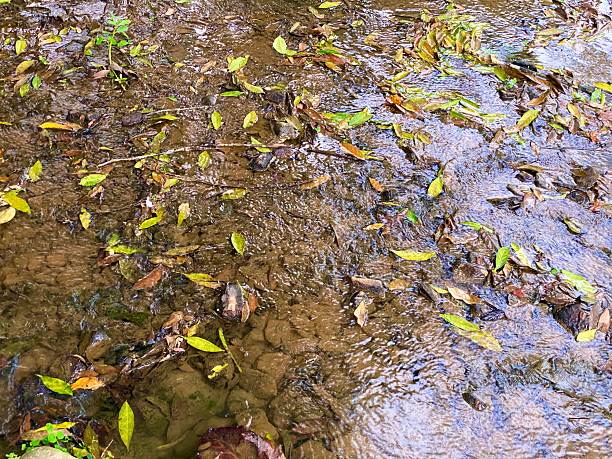 istock Tranquil Stream with Reflections in the Water in a Green Park 2245707969