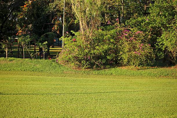 Plain lawn field, tropical lush vegetation,  tender light over budh and small trees.
