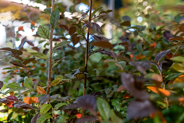 istock Botanical background with colorful layered leaves and soft foreground bokeh 2245709430