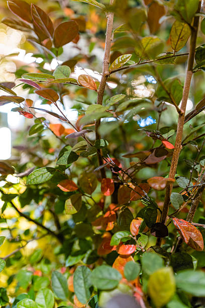 istock Botanical background with colorful layered leaves and soft foreground bokeh 2245709478