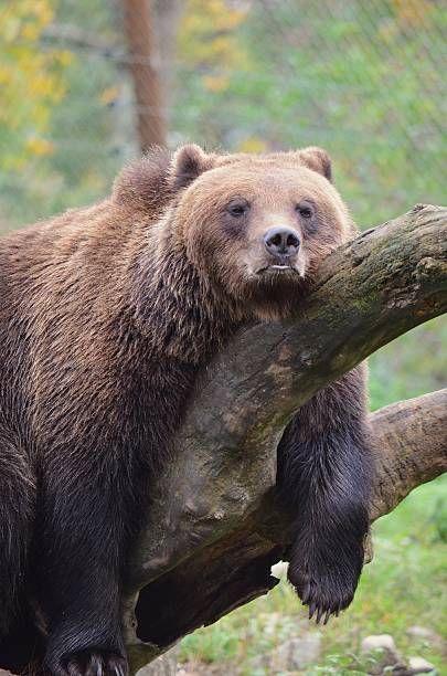 istock Brown bear resting peacefully on a fallen tree branch with eyes half-closed in a calm natural environment. 2245714648